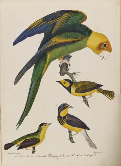 (BIRDS.) Wilson, Alexander. American Ornithology.